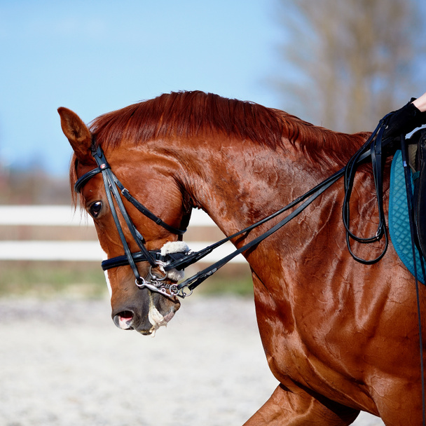 Retrato de un caballo rojo deportivo
. - Foto, imagen