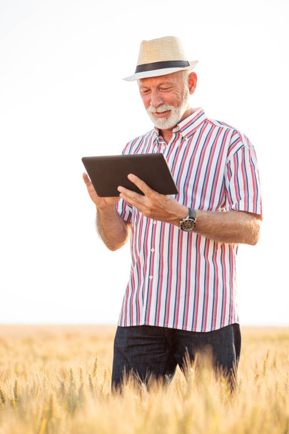 Glimlachen senior landbouwingenieur of landbouwproducent met gebruikmaking van een tablet in een tarweveld. Lage hoekmening - Foto, afbeelding