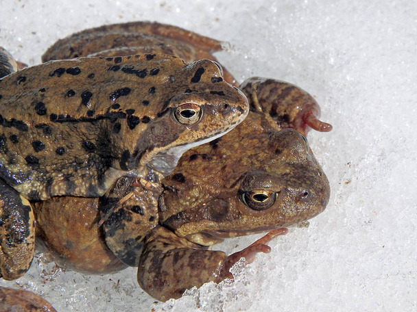 European common brown frog - Photo, Image
