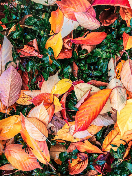 Podzimní listí a stromy, přírodní pozadí - Fotografie, Obrázek