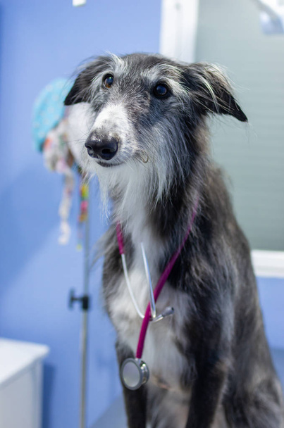 Portrait of a greyhound with a Stethoscope - Foto, Bild