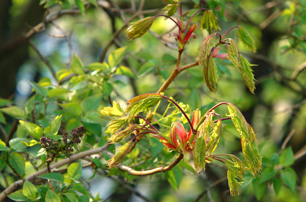 The young shoots of the maple - Photo, Image
