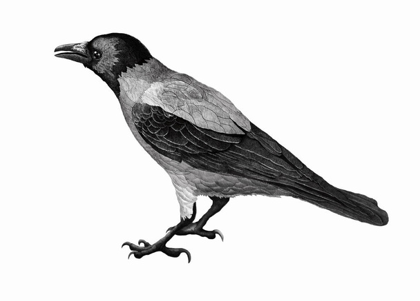 Raven pássaro preto e branco desenho tatuagem
. - Foto, Imagem
