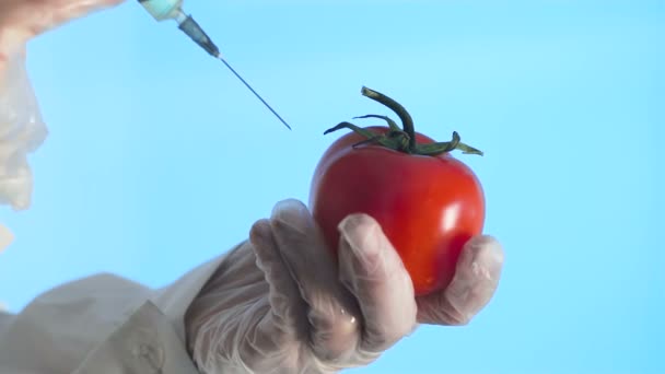 Hand injecteert een spuit met groene vloeibare gmo in een tomaat op een blauwe achtergrond - Video