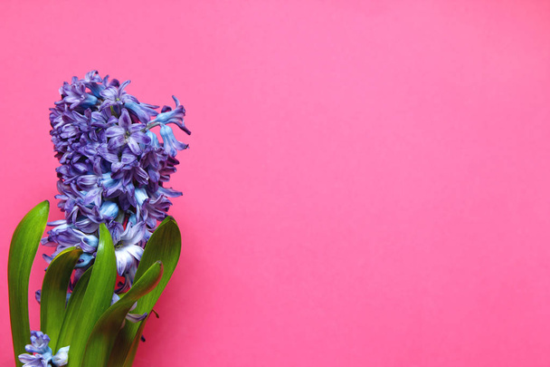 コピー スペースとピンクの背景の緑の葉と紫のヒヤシンスの花. - 写真・画像