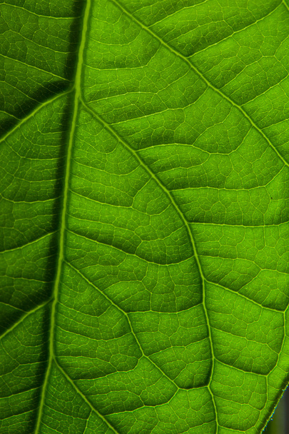 coseup des feuilles
 - Photo, image