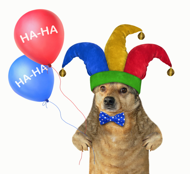 Собака в шляпе шута с воздушными шарами
 - Фото, изображение