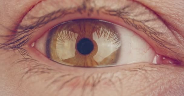 Ακραίο στιγμιότυπο ενός καφέ ανθρώπινου οφθαλμού - Πλάνα, βίντεο