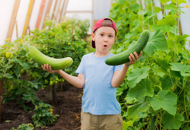 Un niño sorprendido sosteniendo un gran pepino gigante en el invernadero
. - Foto, Imagen