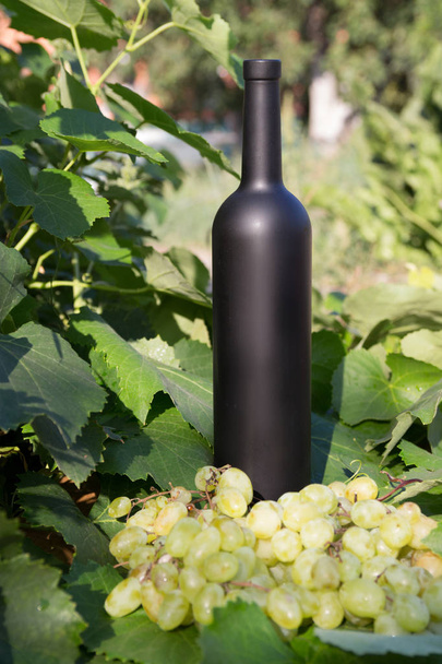 uma garrafa de vinho fica no fundo das folhas verdes da vinha, perto de um monte de uvas. Vinha. bebida natural, vinhas privadas
 - Foto, Imagem