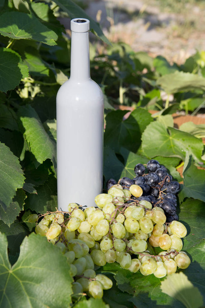 a bottle of wine stands on the background of the green leaves of the vineyard, near a bunch of grapes. vine. natural drink, private vineyards - Photo, Image