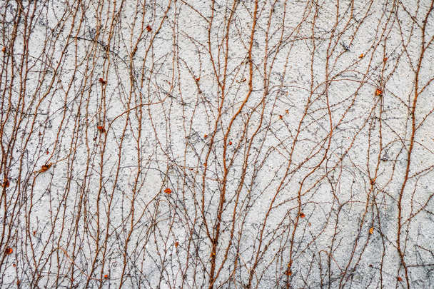  Provence binada kışın duvarına sürünen parazit bitkiler. Arka plan. - Fotoğraf, Görsel