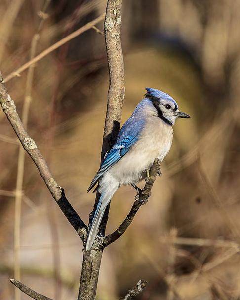 ein schöner blauer Eichelhäher, der an einem Frühlingstag auf einem Baumstamm thront.  - Foto, Bild