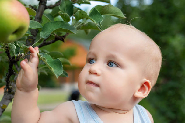 Lindo bebé caucásico recogiendo la manzana verde madura fresca del árbol en el huerto en un día soleado brillante. Divertido niño mirando deliciosa fruta y quiere comerla
 - Foto, Imagen