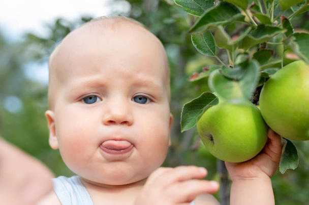 Lindo bebé caucásico recogiendo la manzana verde madura fresca del árbol en el huerto en un día soleado brillante. Divertido niño sacando la lengua en el jardín de frutas
 - Foto, Imagen