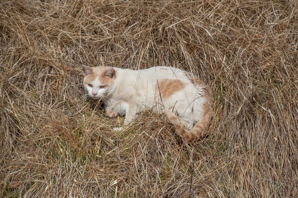macska guggolt - Fotó, kép