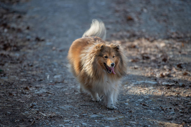 puppy hondje - Foto, afbeelding
