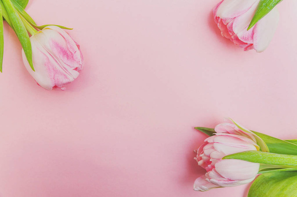 ピンクの背景の上に新鮮なピンクのチューリップ花の花束 - 写真・画像