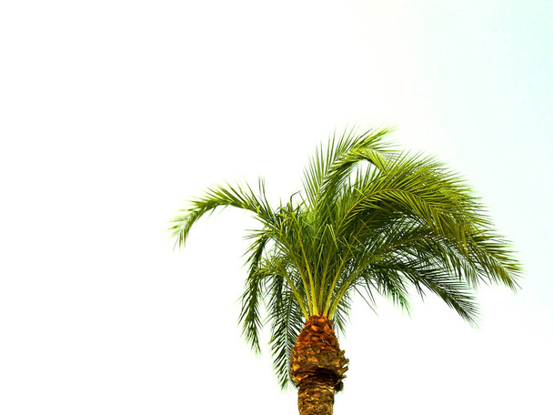 Palmiye ağacı dalları ve yaprakları Bay Cadiz, Andalusia'nun başşehri ile. İspanya. Europe - Fotoğraf, Görsel