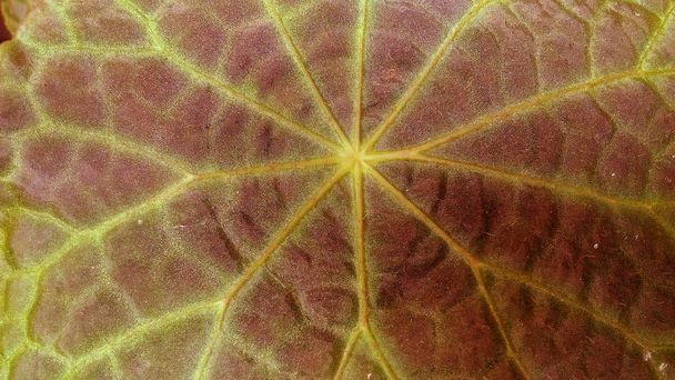 dark brown begonia leaf wallpaper - Photo, Image
