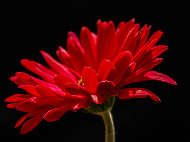 Fiore di Dahlia in estate che splende sotto il sole
  - Foto, immagini