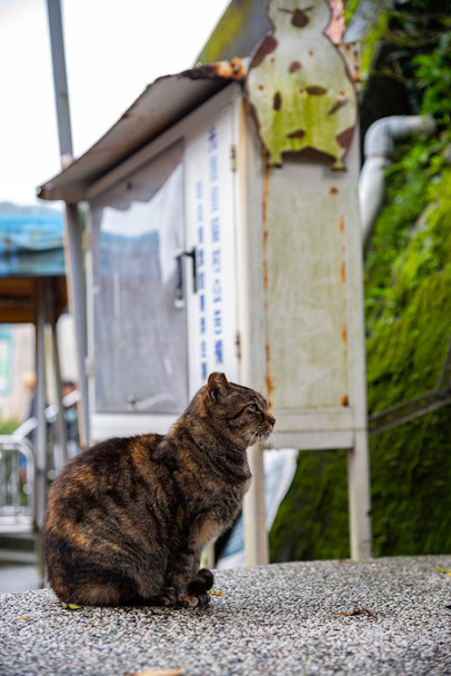Χαριτωμένο γάτα στο χωριό γάτα Houtong. Ταϊβάν διάσημη γάτα πληθυσμού. Το χωριό βρίσκεται κατά μήκος της γραμμής του τρένου Pingxi, αφήνοντας από την Ruifang περιοχή, νέα πόλη Ταϊπέι, Ταϊβάν. - Φωτογραφία, εικόνα
