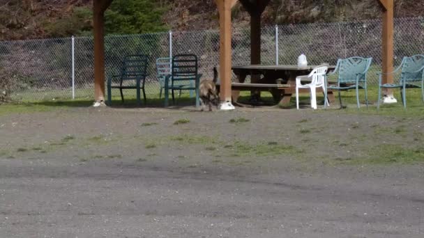 dog running away from outside bench at dog park - Footage, Video