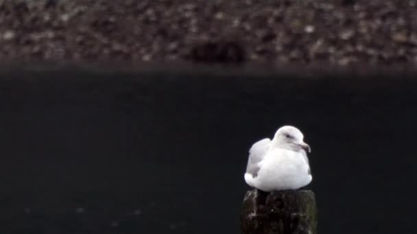 seagull laying on piling perched over dark water - Footage, Video