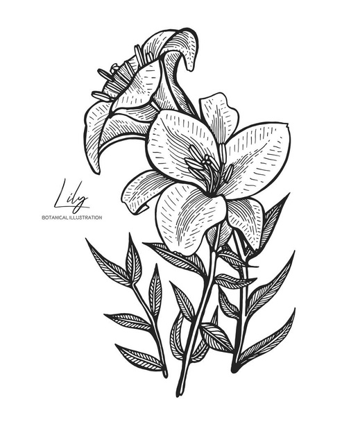 Engraved illustration of lily isolated on white background. Design elements for wedding invitations, greeting cards, wrapping paper, cosmetics packaging, labels, tags, quotes, blogs, posters. - Vektor, obrázek