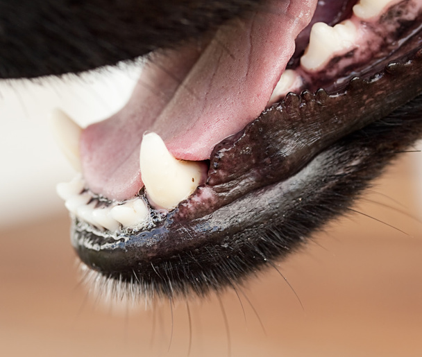 sağlıklı köpek köpek çene ve dil - Fotoğraf, Görsel