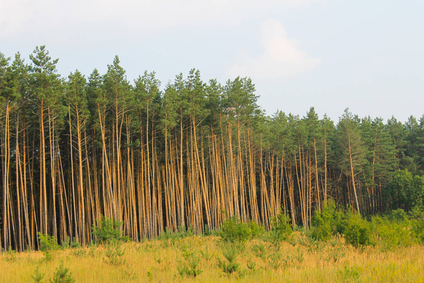 針葉樹の森の背の高い緑の松の木 - 写真・画像