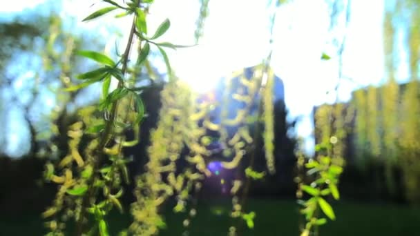 wiosenny zielony liść z drzewa - Materiał filmowy, wideo