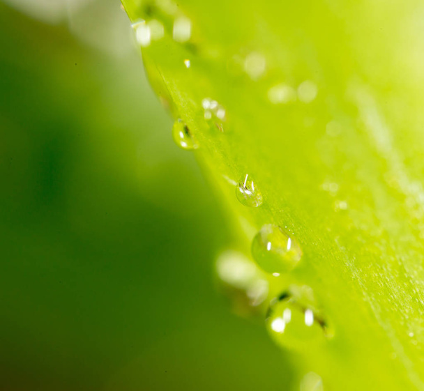 drops of dew on the grass. macro - Foto, immagini