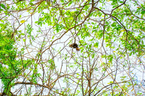Orava syö pähkinää puussa
 - Valokuva, kuva