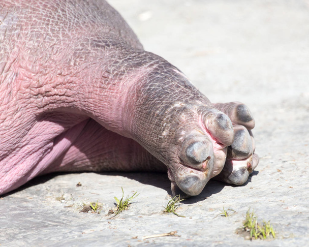 hippo legs in a park on the nature - Photo, Image