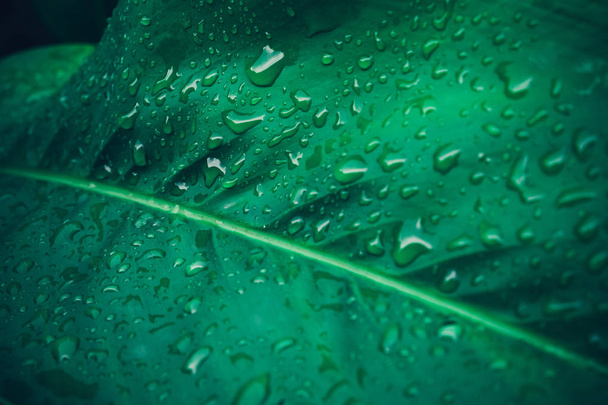 Trópusi levél a sötétzöld eső víz csepp felületi, háttér absztrakt természet közeli lombozat. - Fotó, kép