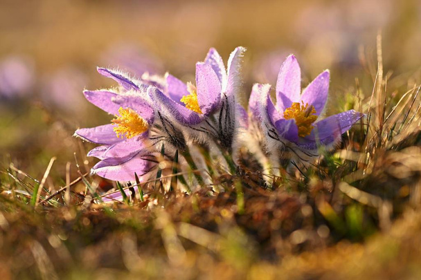 Kevätkukka. Luonto - niitty ja auringonlasku. Kevätkauden konsepti. Kauniisti kukkiva paskin kukka ja aurinko, jolla on luonnollinen värillinen tausta. (Pulsatilla grandis)
) - Valokuva, kuva