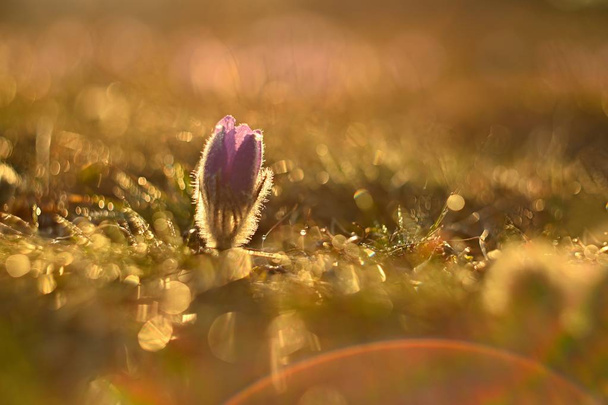 Spring background with flowers on meadow. Beautiful blooming pasque flower at sunset. Spring nature, colorful natural blurred background. - Photo, Image