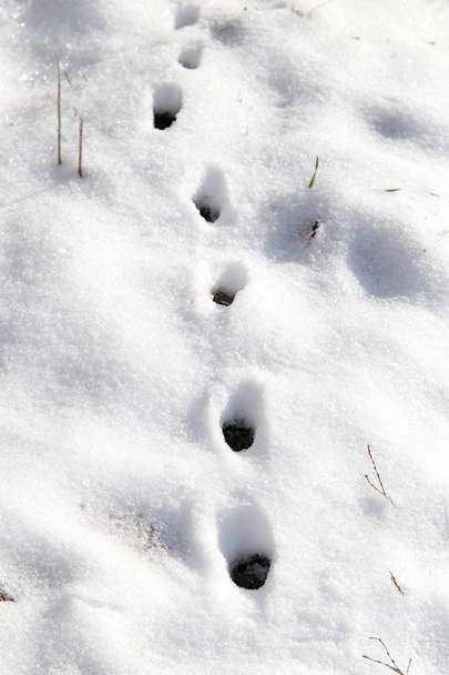 animal footprint on white snow - Photo, image