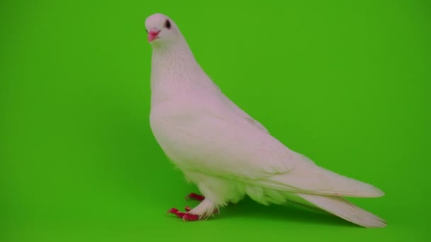 緑の背景に鳥を飛ぶ白い鳩 - 映像、動画