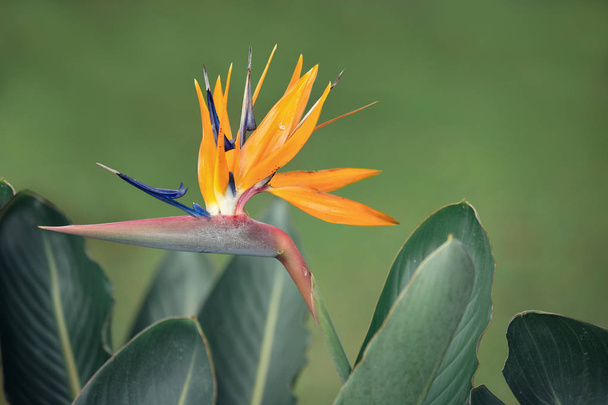 cennet kuşu çiçeği - STERLİÇYA - Fotoğraf, Görsel