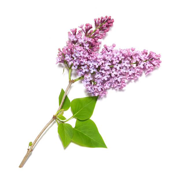 Violet lilac branch - Photo, Image
