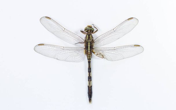 libélula aislada sobre un fondo blanco
 - Foto, imagen
