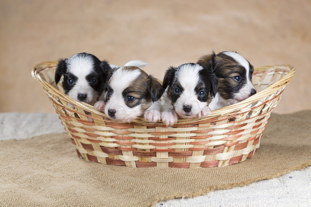 Four Papillon puppy in a wicker basket - Foto, afbeelding