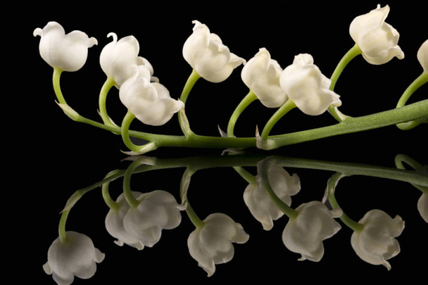 Одинокая веточка весенних цветов Convallaria majalis (Lily of th
 - Фото, изображение