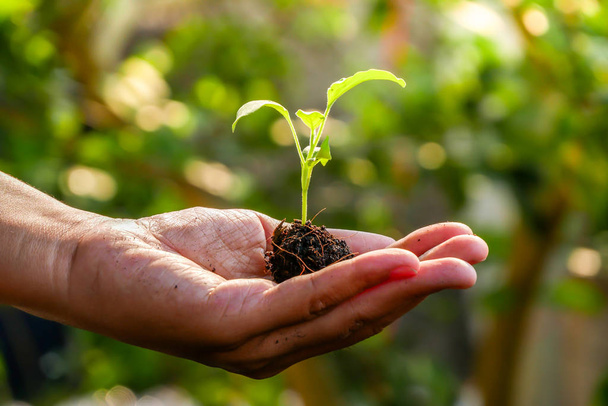 concepto de crecimiento, las manos están plantando las plántulas en el suelo
  - Foto, Imagen