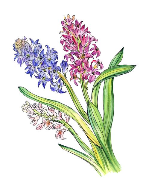 Bouquet of hyacinths, hand drawing on a white background, isolated with clipping path. - Fotografie, Obrázek