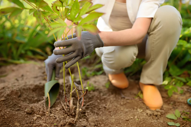 Woman replanting plant in home garden. Hands and plant close up. - Fotoğraf, Görsel
