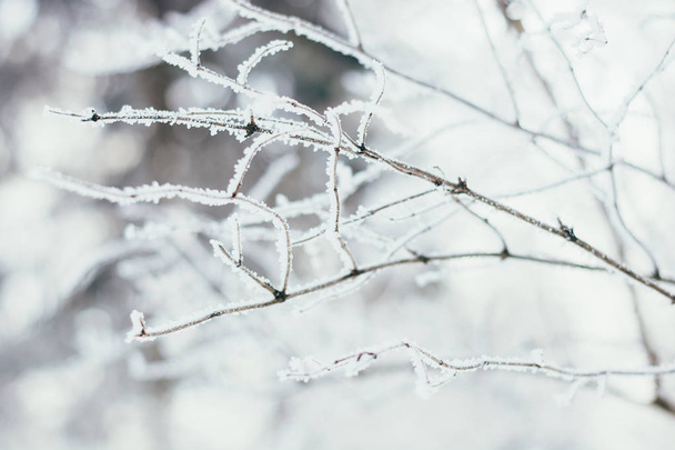 Zimní les se sněhem na stromech a podlaze - Fotografie, Obrázek
