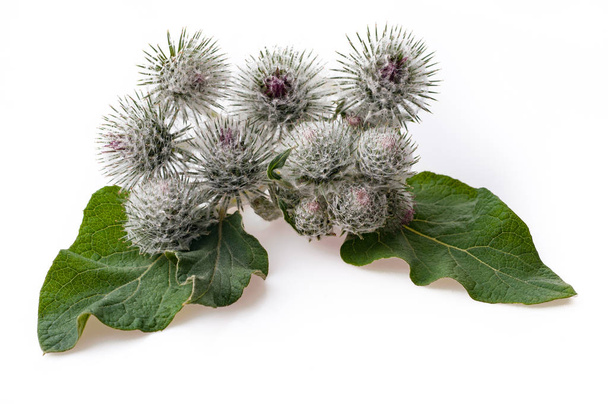 Burdock flowers isolated on a white background . Medicinal plant - Photo, Image